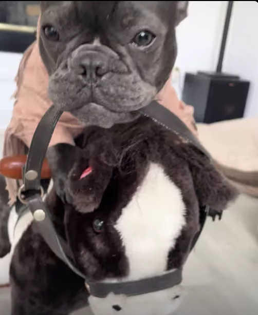 Frenchie Rodeo Fun !